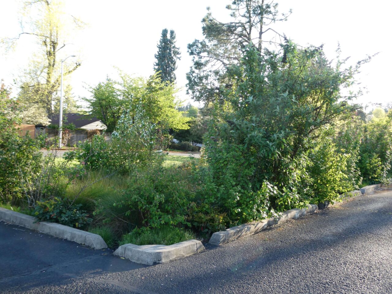 5 years later bioswale site full of plants