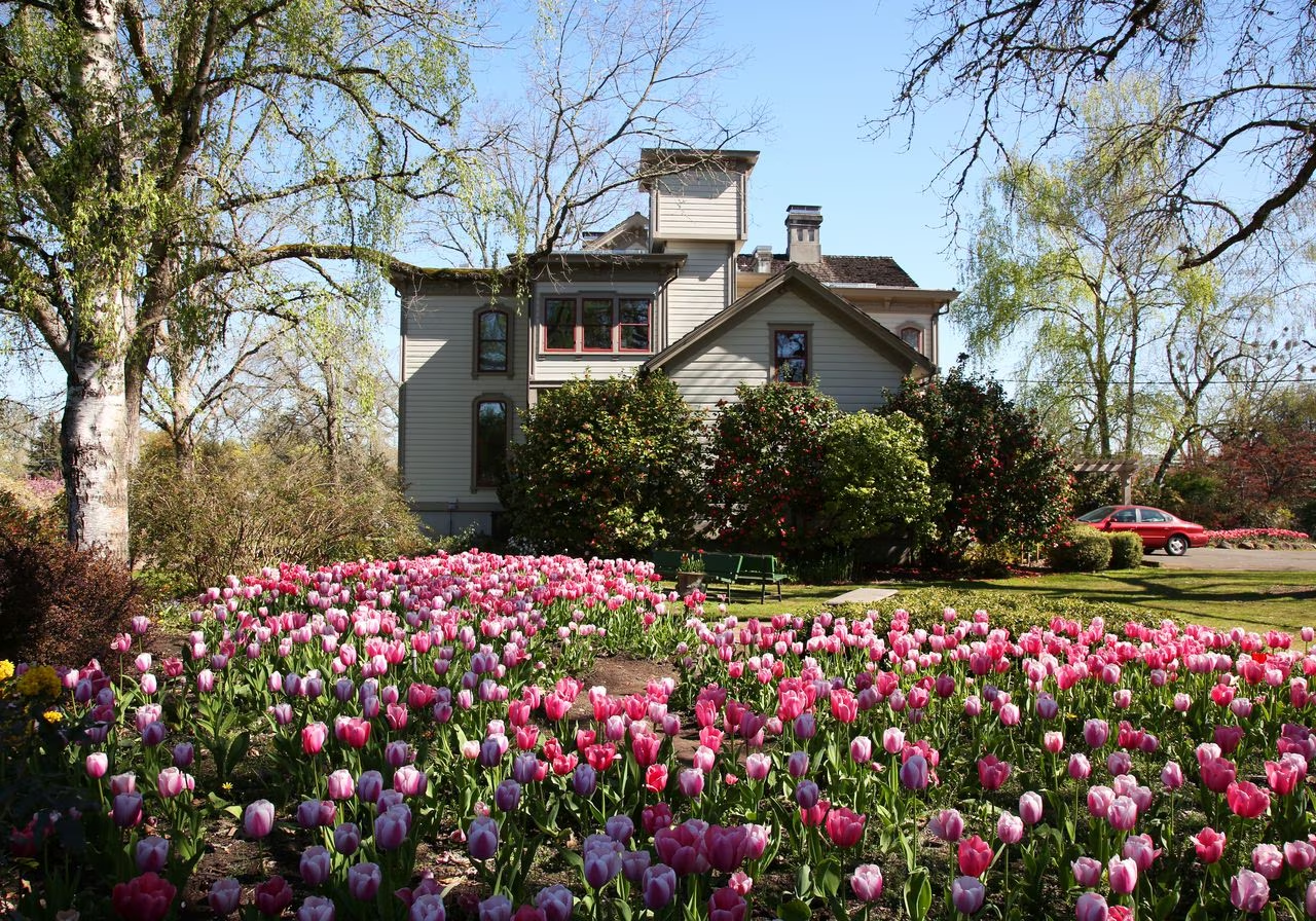 Bush Park with tulips